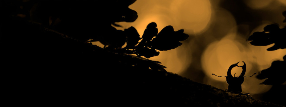 Event cover image